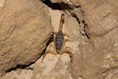 Olivierus caucasicus