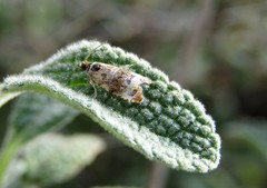 Endothenia sororiana