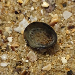 Patelloida latistrigata