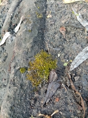 Bryophyta