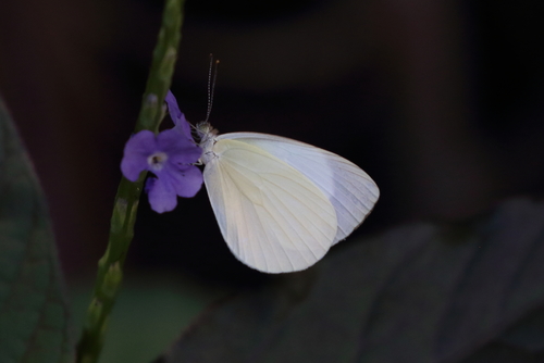 Cape York Pearl-white