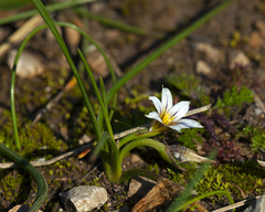 Romulea columnae