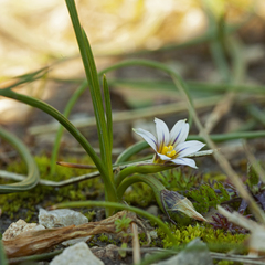 Romulea columnae