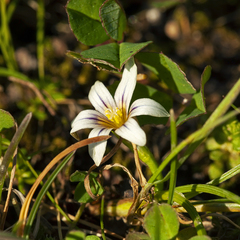 Romulea columnae