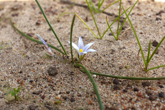 Romulea columnae columnae