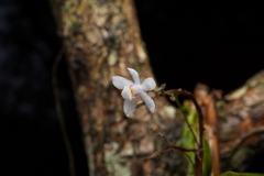 Sarcochilus hillii