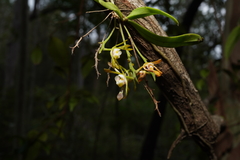Sarcochilus dilatatus