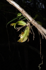 Sarcochilus dilatatus