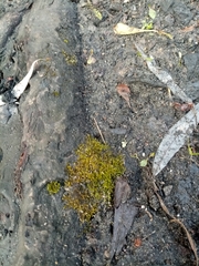 Bryophyta