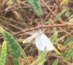 Tipanaea patulella