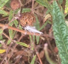 Tipanaea patulella