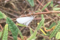 Tipanaea patulella