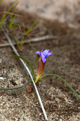 Romulea ramiflora
