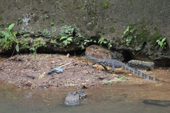Varanus salvator bivittatus