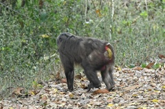 Macaca arctoides