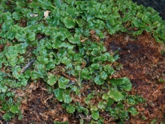 Marchantia polymorpha montivagans