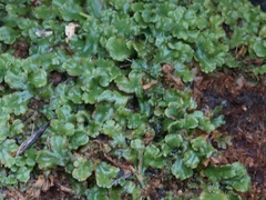Marchantia polymorpha montivagans