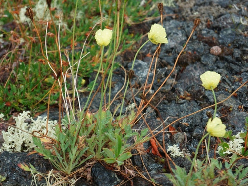 Image of Papaver lapponicum by (c) Andrew Bazdyrev, some rights reserved (CC BY)