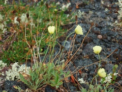 Papaver lapponicum