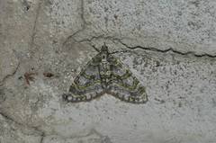 Esakiopteryx volitans