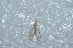 Chrysoperla nipponensis