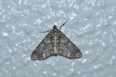 Esakiopteryx volitans