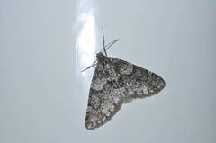 Esakiopteryx volitans