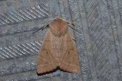 Anorthoa angustipennis