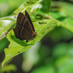 Abisara echerius