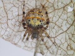 Pararaneus