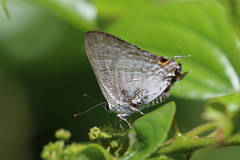 Hypolycaena phorbas
