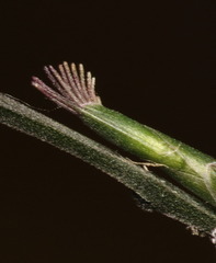 Oplismenus compositus