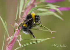 Bombus cryptarum