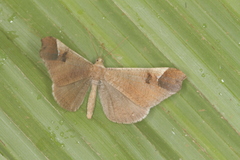 Macrosoma bahiata