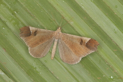 Macrosoma bahiata