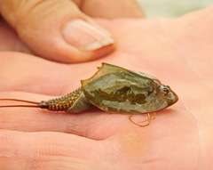 Triops granarius