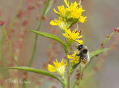Bombus lapponicus