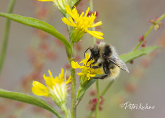 Bombus lapponicus
