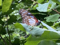 Graphium leonidas leonidas