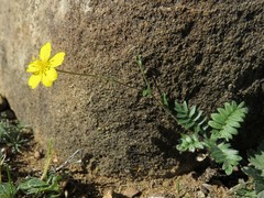 Potentilla astragalifolia