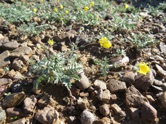 Potentilla astragalifolia