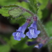 Scutellaria tuberifera - Photo 由 小铖/Smalltown 所上傳的 (c) 小铖/Smalltown，保留部份權利CC BY-NC