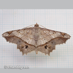Chiasmia monticolaria