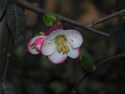 Cathay Quince (Chaenomeles cathayensis)