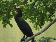 Nannopterum brasilianum