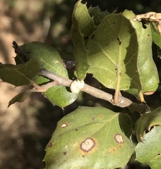 Kermesidae