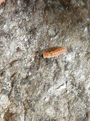 Arthropoda