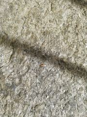 Arthropoda