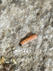 Arthropoda