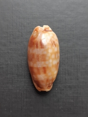 Macrocypraea zebra